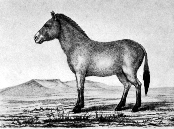 Прапра...предок современных лошадей - дикая лошадь Пржевальского