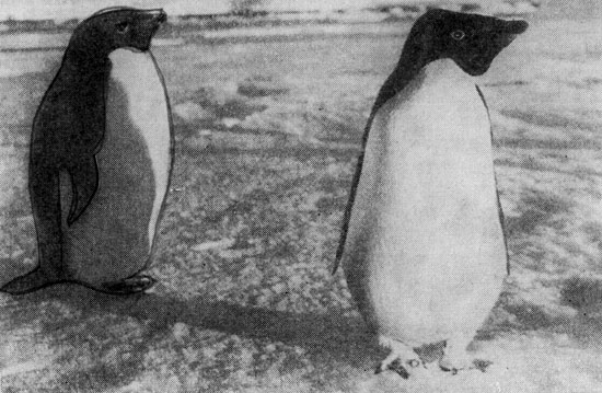 Пингвины Адели 1