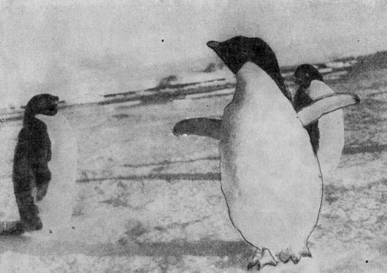 Пингвины Адели 2