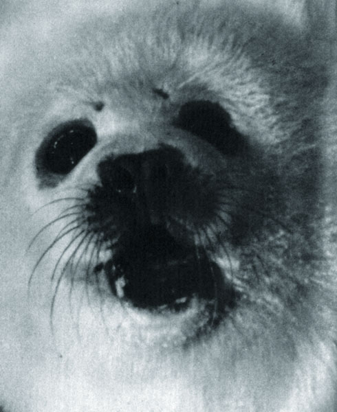 Тюлень (белек)