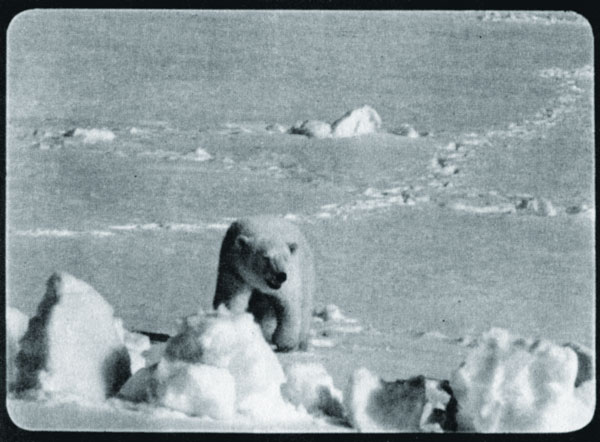 Хозяин Арктики - белый медведь
