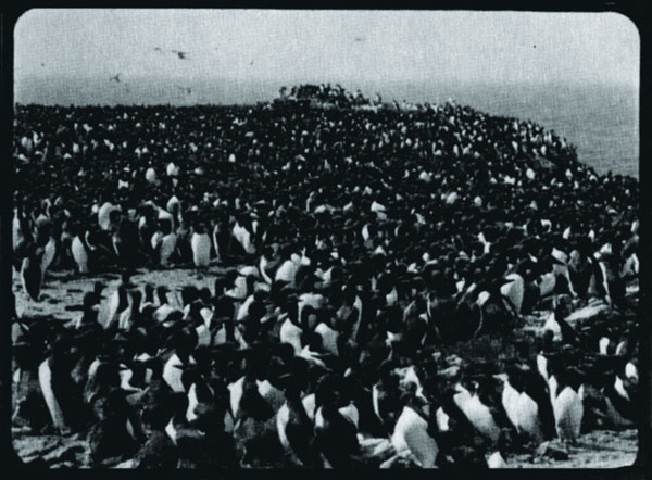 Птичий базар на острове Тюленьем