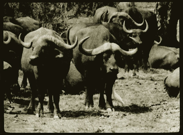 Дикие буйволы ('Дикая жизнь Гондвалы')