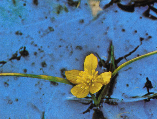   (Caltha palustris var. arctica)             .        