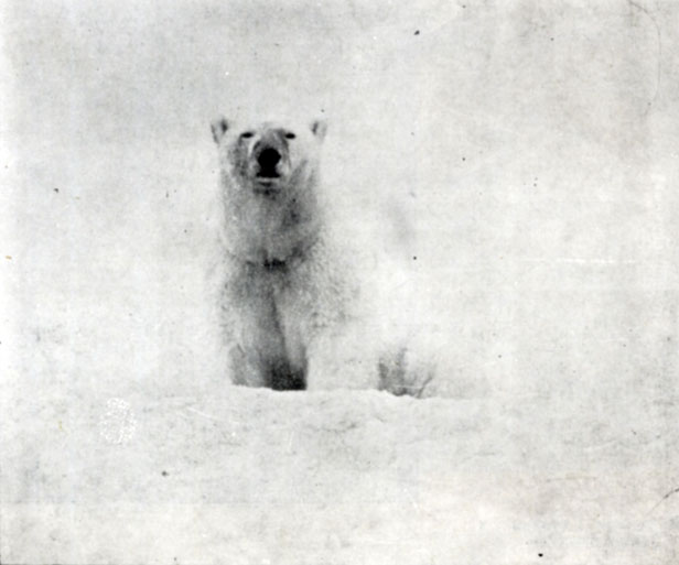 16. Белый медведь - владыка' Арктики