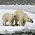 Арктика/Экология