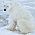 Арктика/Животный мир